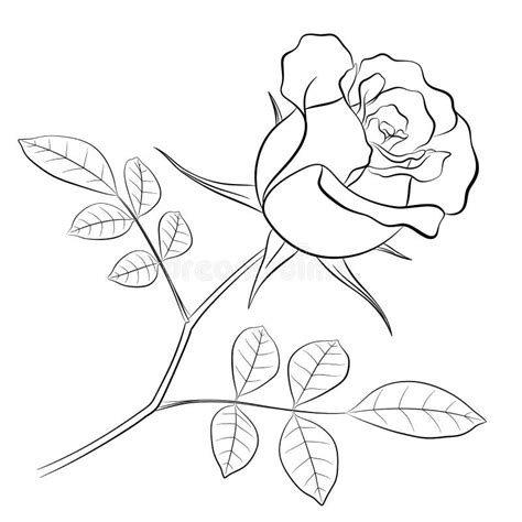 Rose Flower With Stem Outline Embroidery | Hand Embroidery