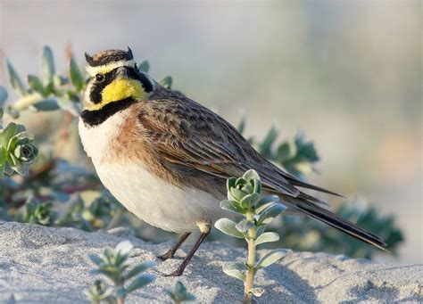 Horned Lark | Audubon Field Guide