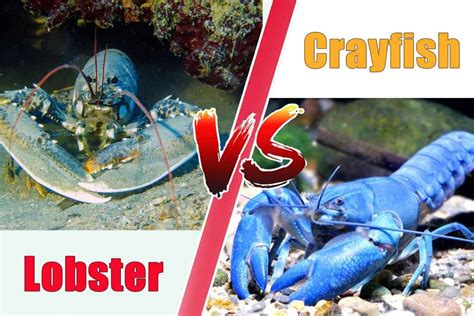 Difference Between Crayfish and Lobsters - 7 Major Differences Explained - Shrimp and Snail Breeder