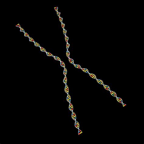 chromosome 3d model