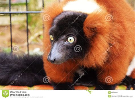 Beady eyes... stock photo. Image of nature, wildlife - 66280680