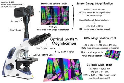 Compound Light Microscope Magnification Calculation | Shelly Lighting