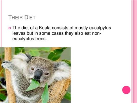 Koalas by elizabeth ponce