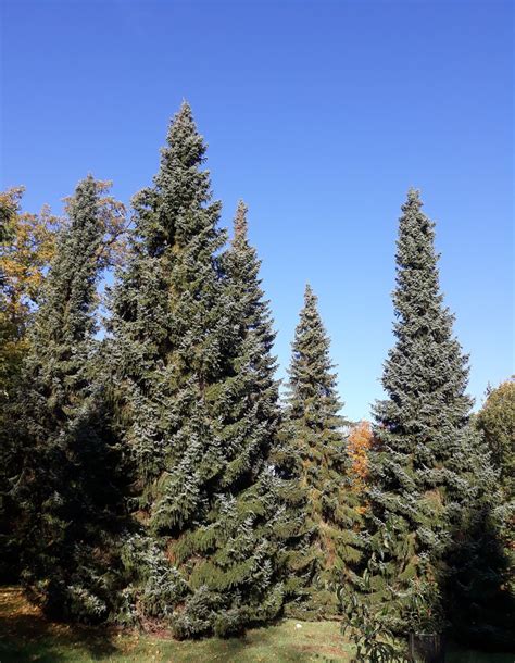 Picea omorika - Trees and Shrubs Online