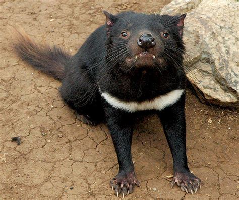 Tasmanian Devil Extinction Predicted to Catalyse Biodiversity Loss for ...