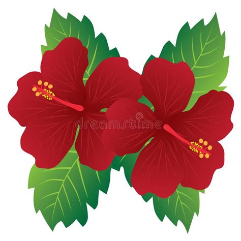 National Flower Of Malaysia, Bunga Raya Or Hibiscus Flowers Stock ...