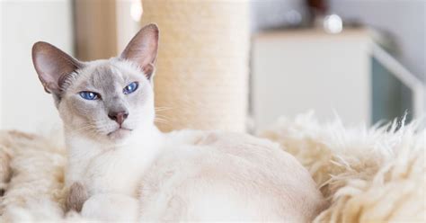 Do Siamese Mix Cat Breeds Make Good Pets? by Trusty Tails Pet Care