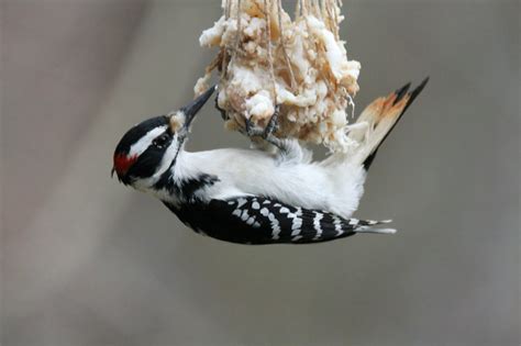 Hairy Woodpecker - FeederWatch