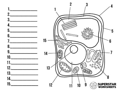 Labeled Plant Cell Diagram Black And White