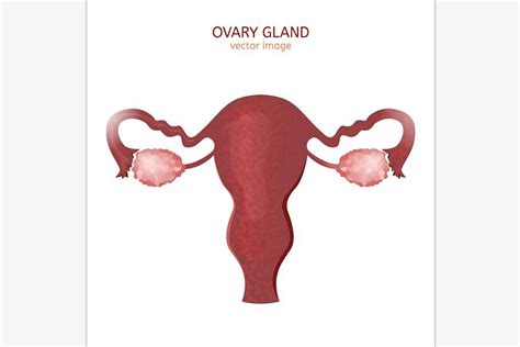 Ovary Gland | Ovaries, Gland, Reproductive system