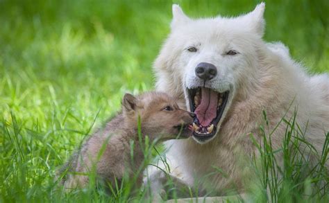 Arctic Wolf Pups Born at Knuthenborg Safaripark - ZooBorns