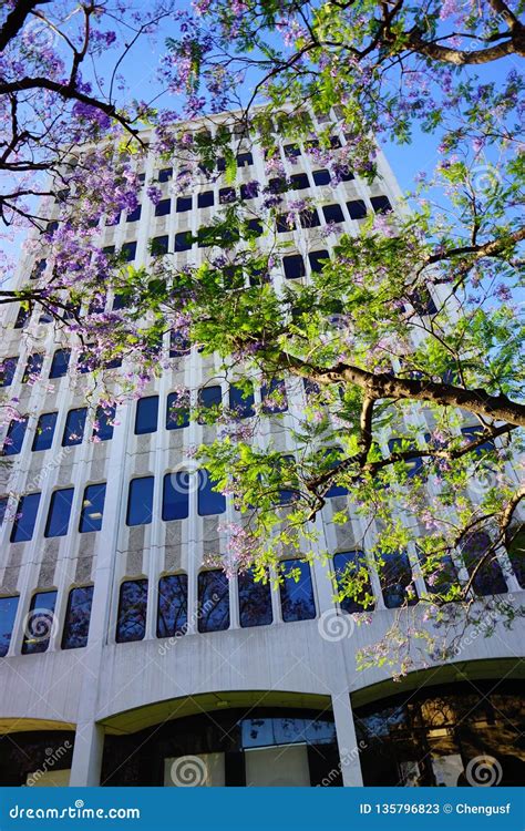 The campus of Caltech stock image. Image of degree, graduate - 135796823