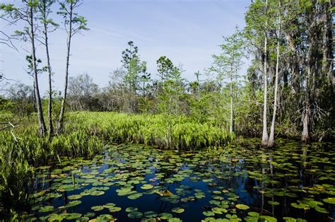 Okefenokee Swamp Plants