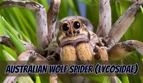 Wolf Spider Control: Keep These Pests Out Of Your Home 🕷️🚫 - Ocg Pest ...