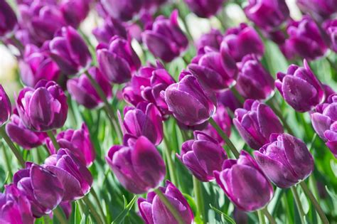 Best Purple Tulip Bulbs | Always Wholesale Pricing | Colorblends®