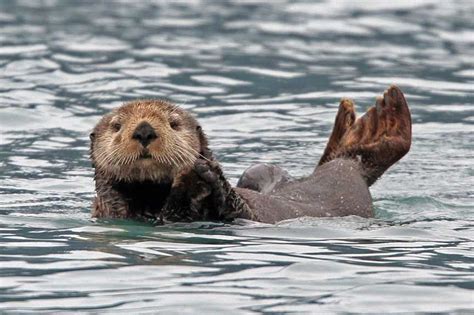 Sea otter photos, Sea Otter pictures, Sea Otter images, Sea Otter Photography