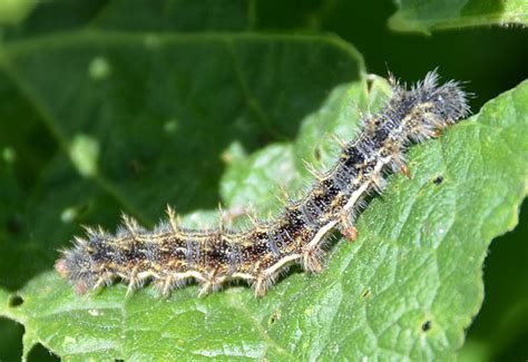 brush footed butterfly caterpillars Archives - Page 3 of 42 - What's That Bug?