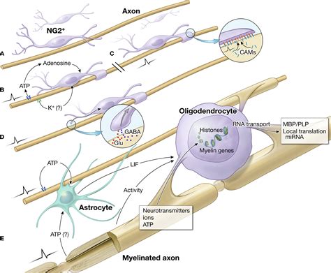 Frontiers | Regulation of myelin genes implicated in psychiatric disorders by functional ...