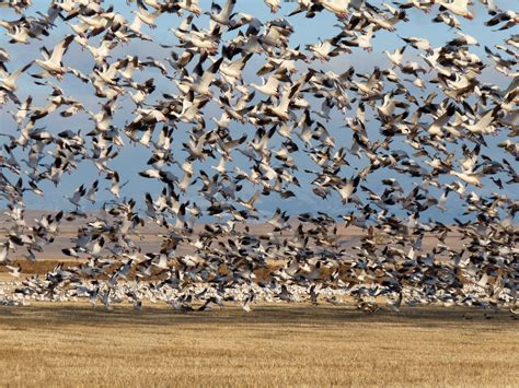 Wild Wings Snow Geese Migration Festival - Dropstone Outfitting