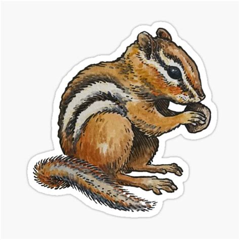 "Chipmunk Eating" Sticker by calebfaires | Redbubble