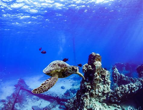 A Guide To Snorkeling With Sea Turtles In Maui — TRILOGY CAPTAIN'S LOG