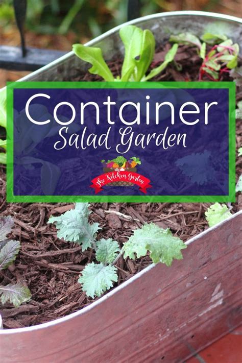 Easy Container Salad Garden | Container gardening vegetables, Container herb garden, Patio ...