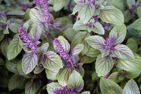 African Blue Basil: An Excellent Addition to Your Landscape