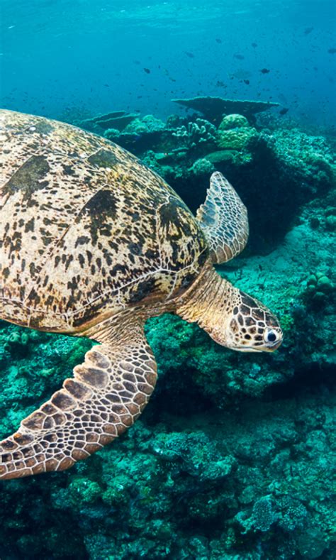 Scuba diving in Sabah, Malaysia | ZuBlu