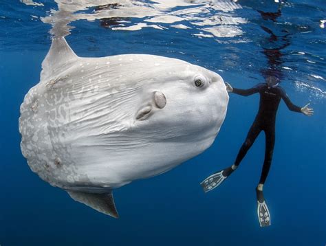 This 5,000-Pound Behemoth Is the World's Heaviest Bony Fish | Live Science