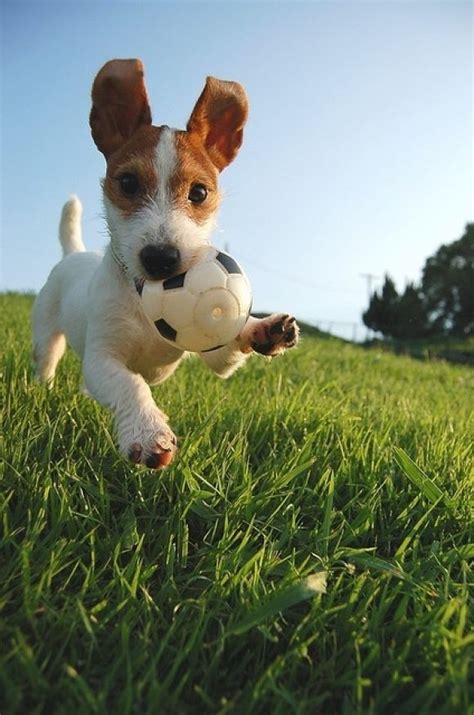 18 best images about Dogs playing soccer on Pinterest | Growing up, Animaux and Football