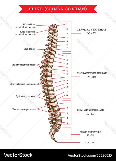 Spine bones anatomy sketch backbone Royalty Free Vector