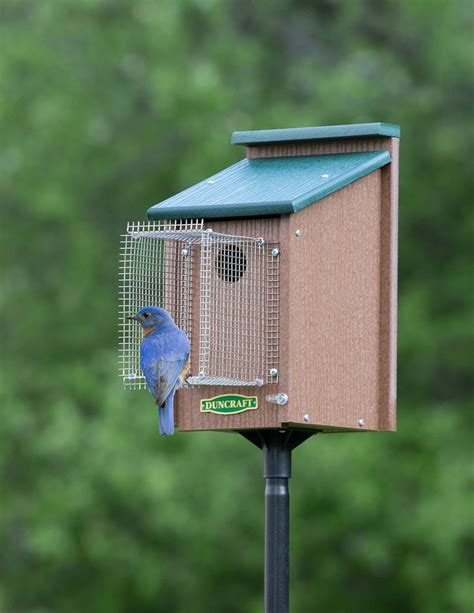 Duncraft.com: Bluebird House with Pole & Noel Guard | Bluebird house, Bird house kits, Bird ...