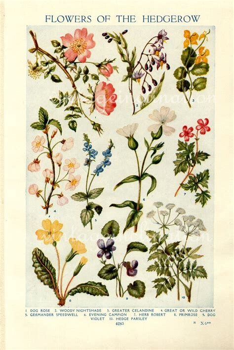 Best 25+ Vintage botanical illustration ideas on Pinterest | Vintage botanical prints, Botanical ...