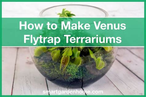 Is A Venus Flytrap Terrarium A Good Idea? - Smart Garden And Home