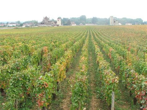 Why Terroir isn't Everything - It's the Only Thing - Wine Goggle