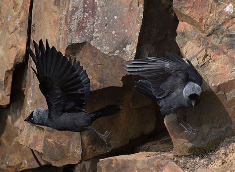 Alan James Photography : Jackdaw behaviour