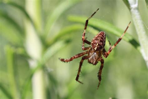 Cross Orbweaver – wildlifemacro