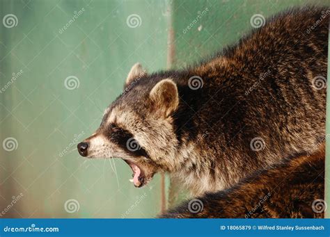 Raccoon Screaming Royalty Free Stock Images - Image: 18065879