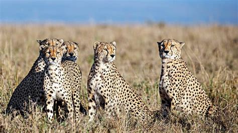 From extinction to re-introduction: Brief history of India cheetah