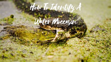 How To Identify A Water Moccasin? All You Need To Know