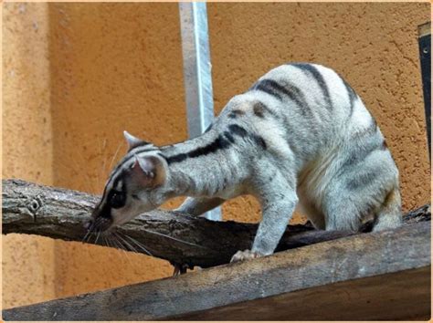 Banded Palm Civet - Facts, Pictures, Habitat, Behaviour | Animals Adda