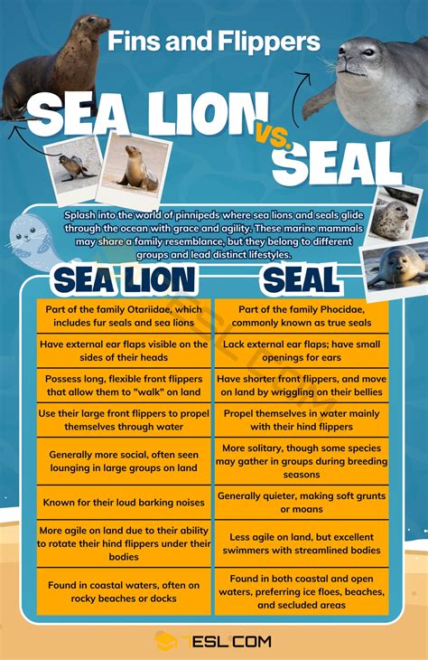 Sea Lion vs. Seal: The Difference between Sea Lion and Seal • 7ESL