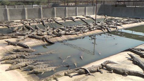 Proposed NT Crocodile Farm Would Imprison 50,000 Animals - News - PETA Australia