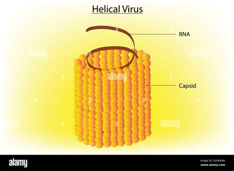 Biological anatomy of helical virus, Labeled structure of the helical virus, detailed ...