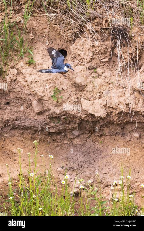 Belted kingfisher nesting in northern Wisconsin Stock Photo - Alamy