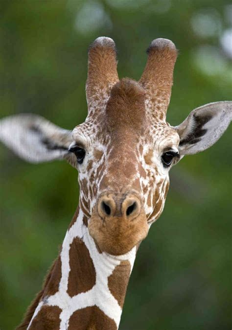 Long necks. 👀 | Giraffe pictures, Cute animals, Giraffe