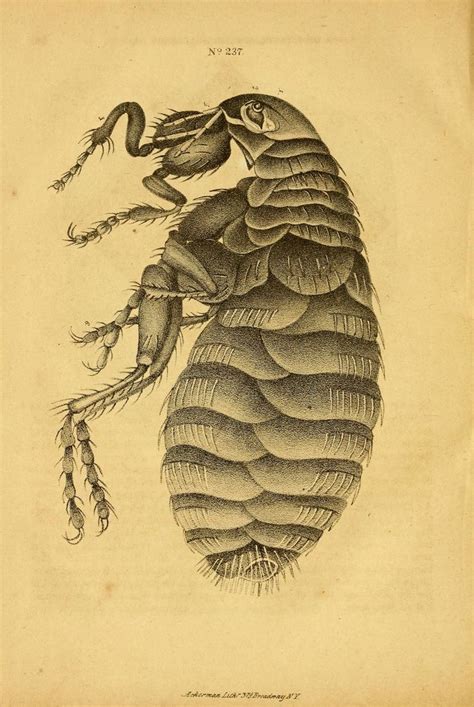 nemfrog - Fig. 237. Magnified flea. Views of the...