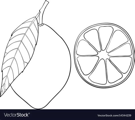 Lemon hand drawn outline sketch Royalty Free Vector Image