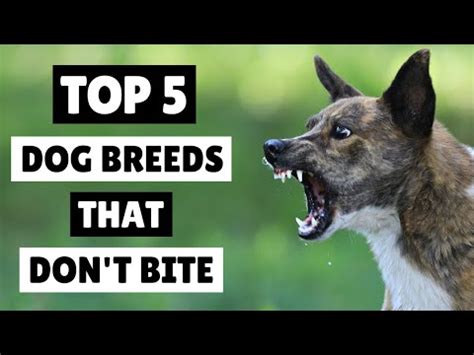 Top 5 Breeds of Dogs That Never Bite [Expert Opinion]