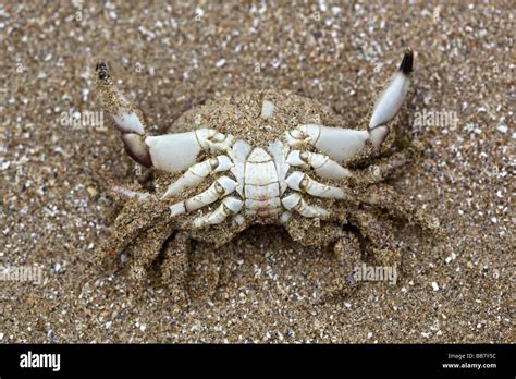 Dead Crab on beach Stock Photo - Alamy